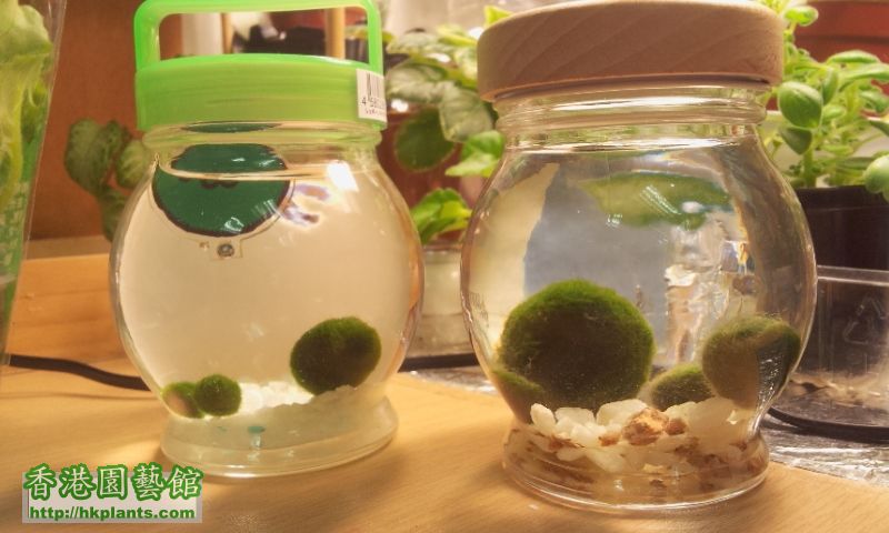 海藻球 marimo まりも