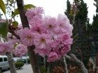 青島的櫻花也很美！