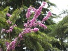 青島的紫荊花！