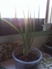 my plant (已瓜柴..+_+)