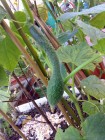 Cucumbers 青瓜