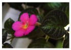 Episcia Pink Panther