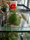 Episcia Emerald shared from SSCP