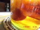 紅茶菇菌