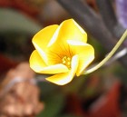 Oxalis lobata - from fnv234