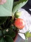 草莓 ^v^