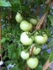 2012 蕃茄成熟時
