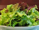 Salad 菜