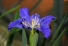 Louisiana Iris 鳶尾