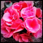 玫瑰海棠