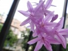 紫嬌花  (from namplant)