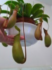 Nepenthes x Ventrata