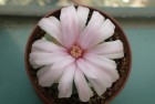 Gymnocalycium Buenekeri