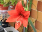 Hippeastrum Desire