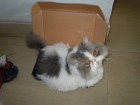 我我小猫喜歡坐紙盒