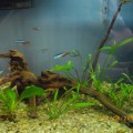 fish tank2