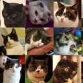 家族血涙史我家的15隻貓貓