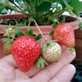 Strawberry 士多啤梨齊齊種