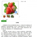 草莓缓苗