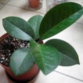 毬蘭(Hoya australis) - from fnv234 (22/11)