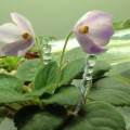 My African Violet Collection
