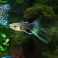 My Fish