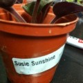 Susie Sunshine