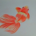 金魚の繪