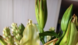 百合花花蕾尖變褐色