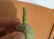 一度以為唔會生根既習志野~