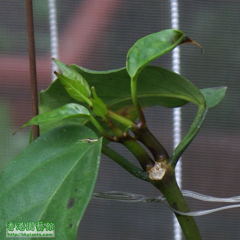 2010-12-13-7-Hoya praetorii猴王.jpg