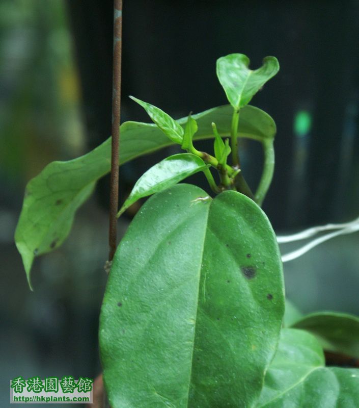 2010-12-14-12-Hoya praetorii猴王.jpg