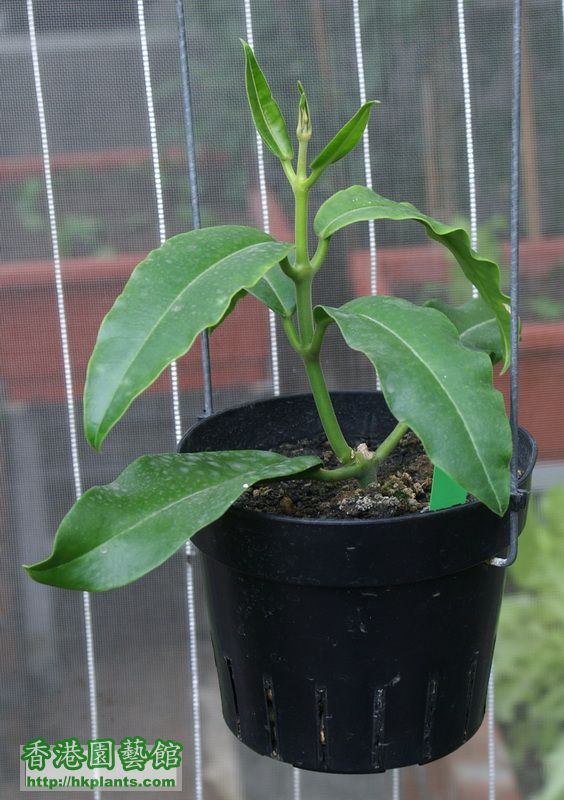 2010-12-13-9-Hoya imperialis.jpg