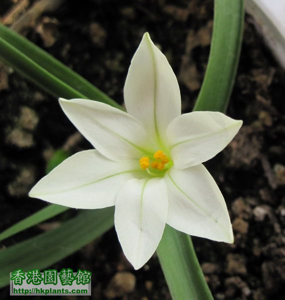 Tristagma sessile(Ipheion sessile) 白花韭.jpg