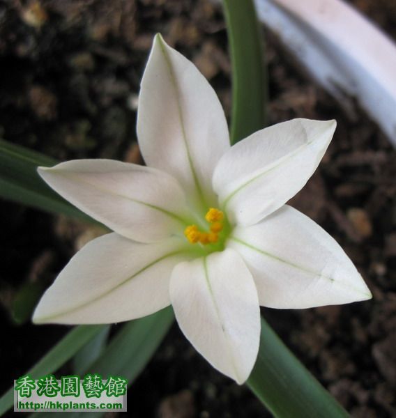 Tristagma sessile(Ipheion sessile) 白花韭 1.jpg