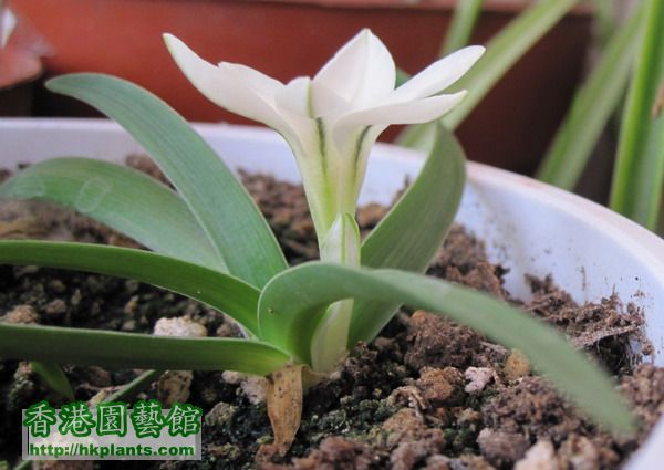 Tristagma sessile(Ipheion sessile) 白花韭 2.jpg