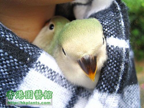 珍貴的 lovebird 溫暖牌頸巾4.jpg