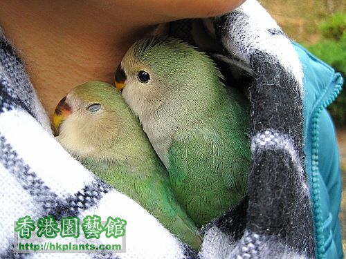 珍貴的 lovebird 溫暖牌頸巾2.jpg