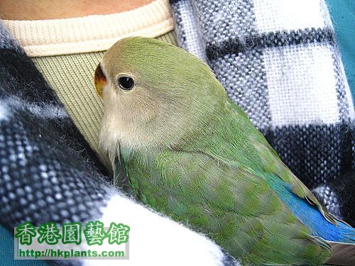 珍貴的 lovebird 溫暖牌頸巾.jpg