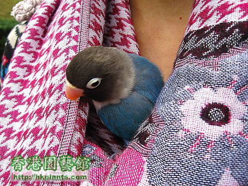 珍貴的 lovebird 溫暖牌頸巾7.jpg