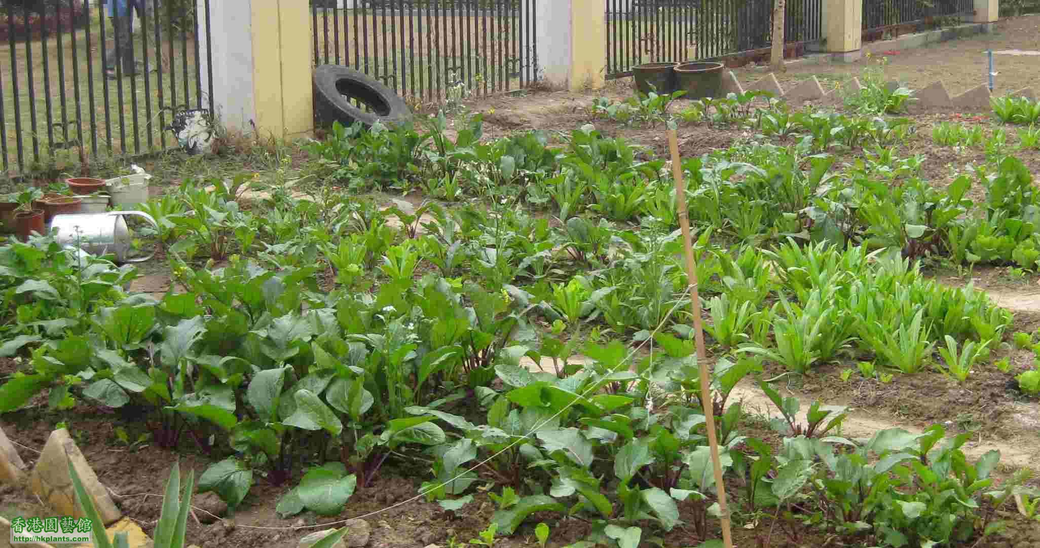 菜地概況