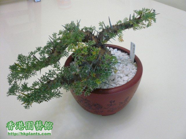 植物 125.jpg