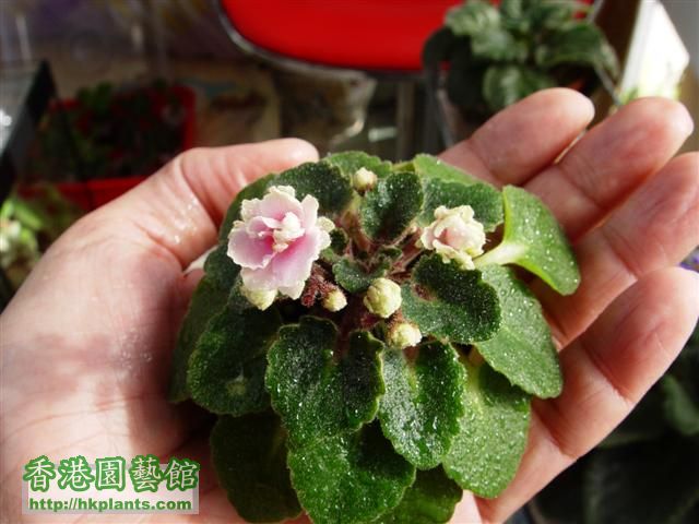 DSC00420 (Small).JPG