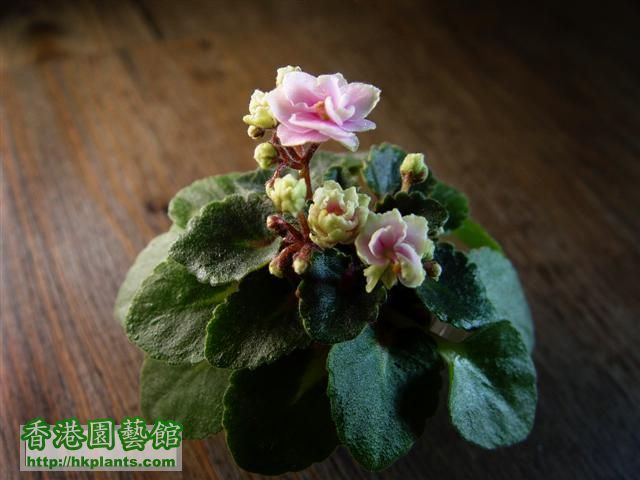 DSC00494 copy (Small).jpg