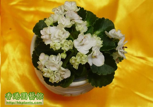 396 Petite Blanche3 (Small).jpg