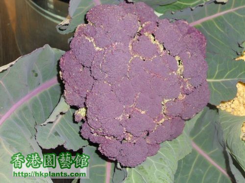 紫椰菜花