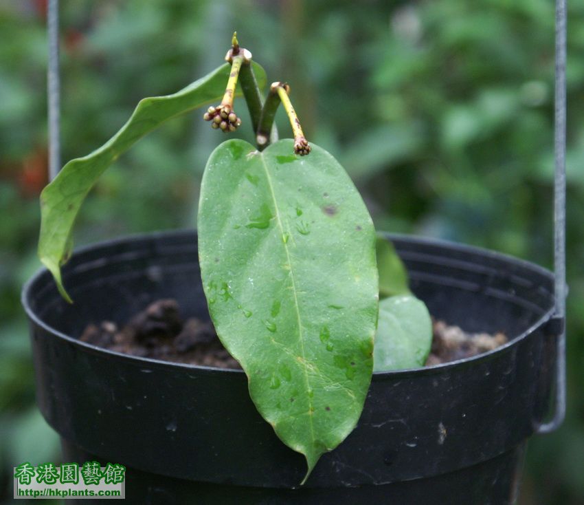 2011-02-11-4-Hoya praetorii猴王.jpg