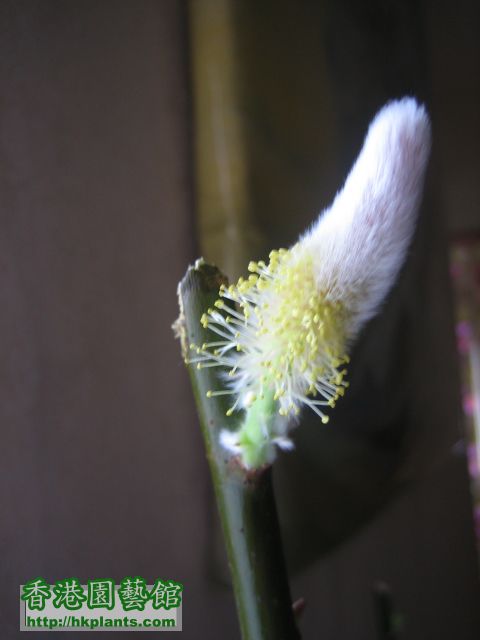 照片2011_LNY 010.jpg