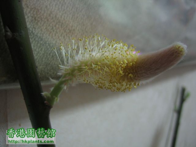 照片2011_LNY 022.jpg