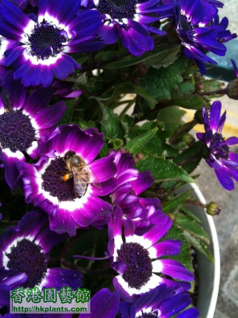小蜜蜂現在鍾意菊花蜜了，看看佢隻腳